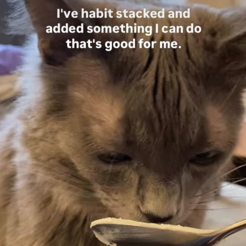 Habit Stacking: Start Healthy Habits with Help From Your Cat