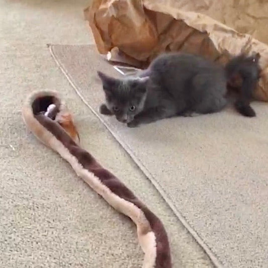 young gray cat ready to pounce on a stuffed animal snake