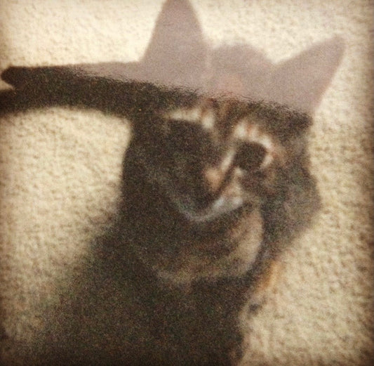 Cumin, The Inspiration for the Love and Above Cat Club