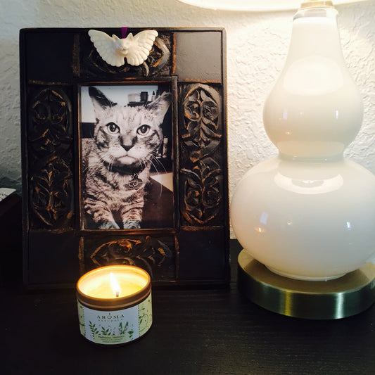 The Pain of Losing Your Soul Cat: Changing Emotions, Lasting Love