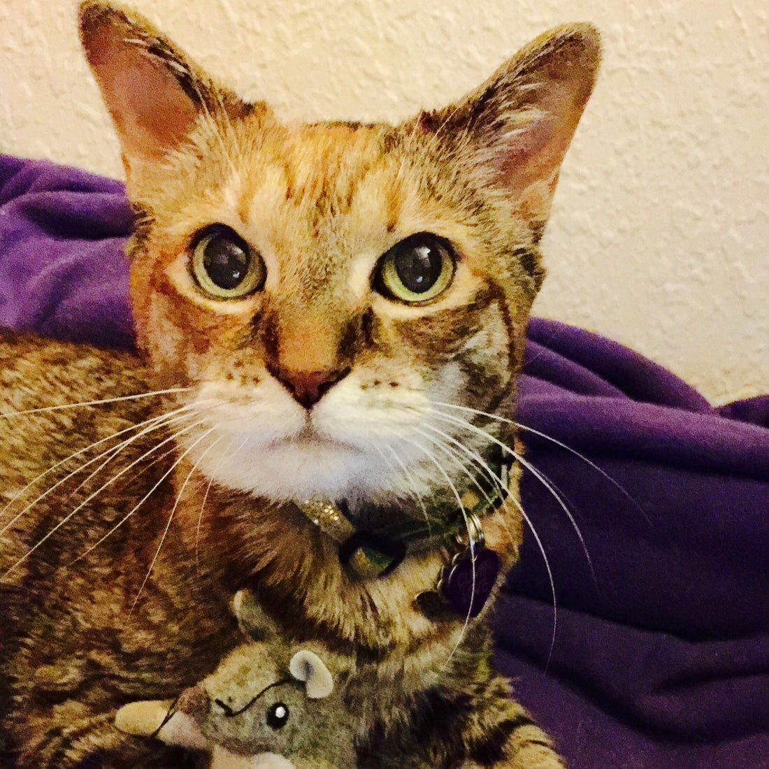 Our 3rd Anniversary: Inspired by Cats and Love, Grief and Understanding
