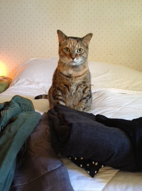 Decluttering For Calm and Clarity (For You & Your Cat Too!)