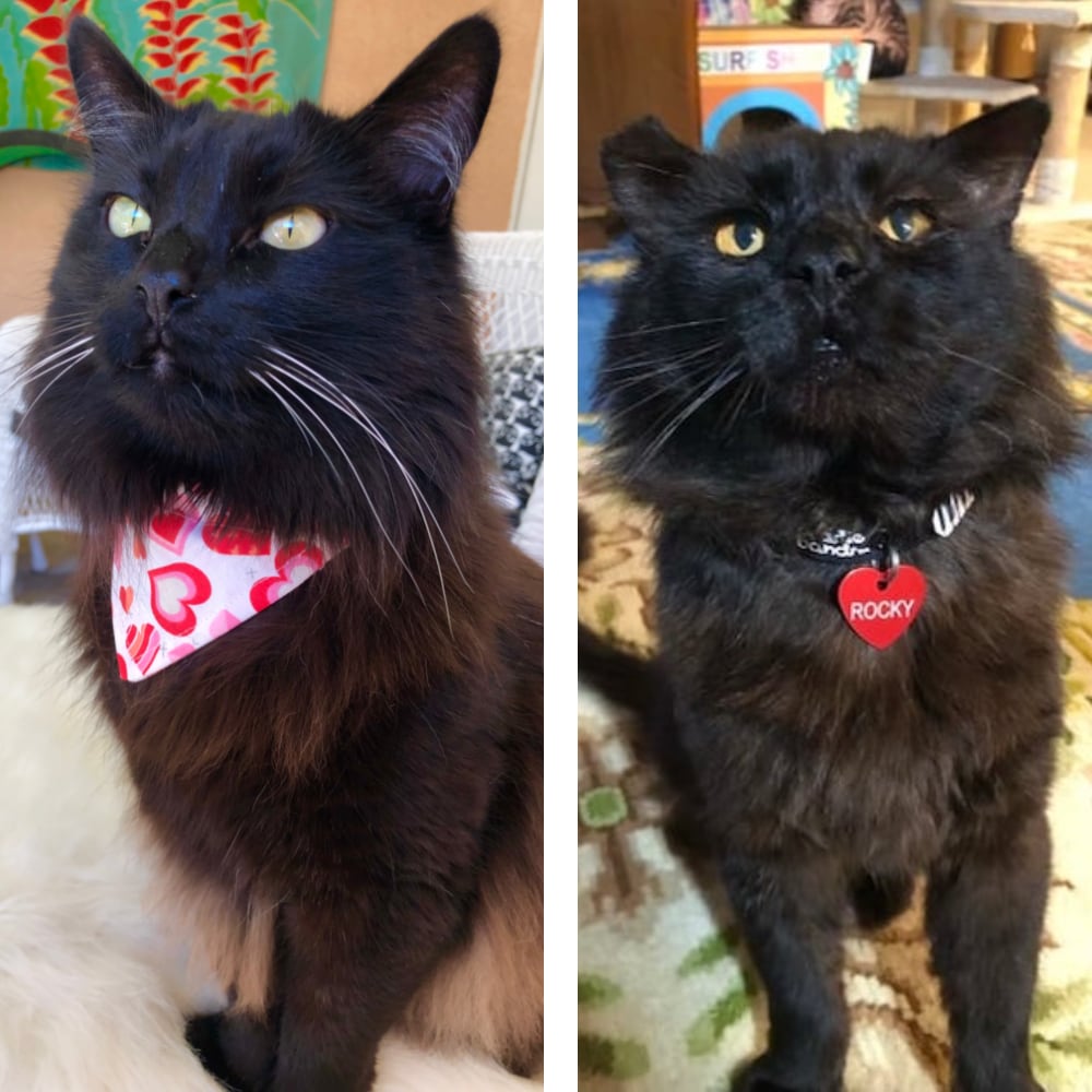 The Tale of Two Brothers: How One Angel Cat Continued to Help His Parents & Brother Heal