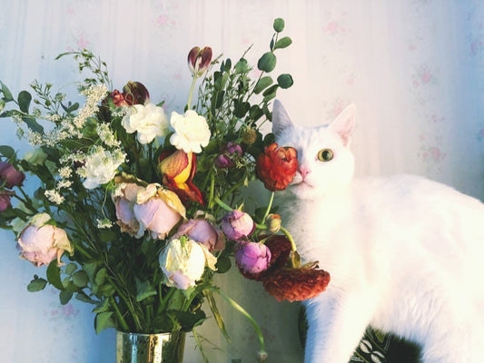 Aromatherapy and Cats