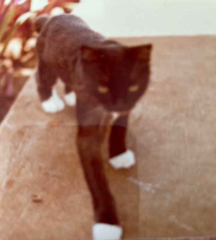 Father's Day: My Dad, The Cat Daddy