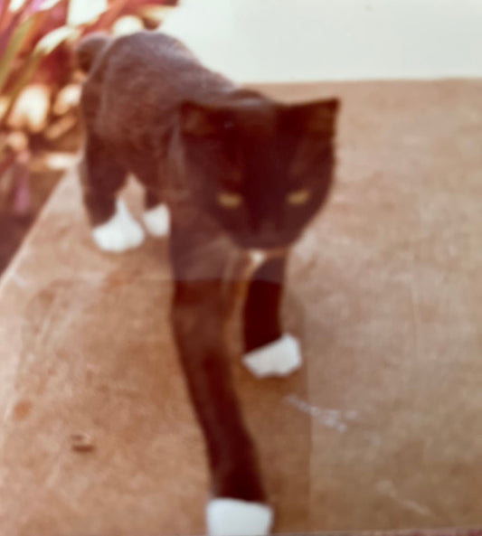 Father's Day: My Dad, The Cat Daddy
