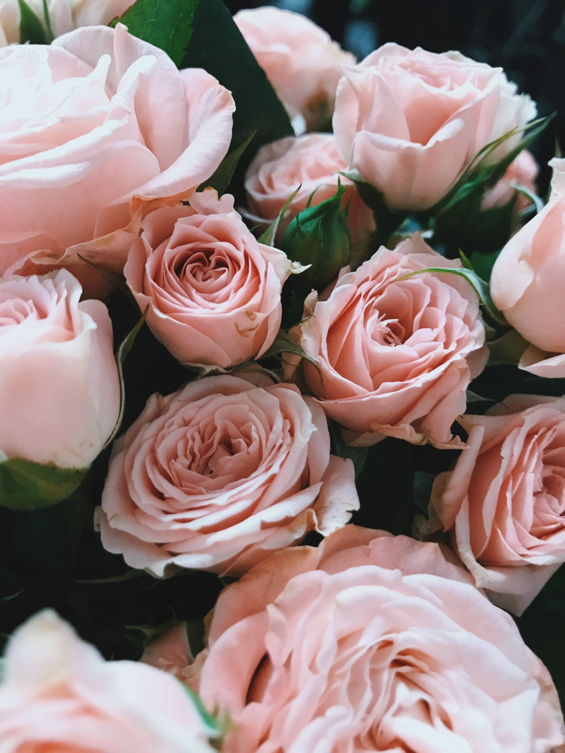 Podcast Episode about Flower Essences: What They Are, How To Take Them, How They Work