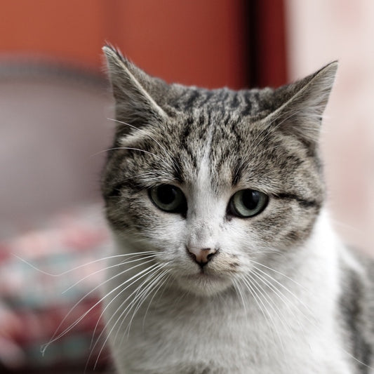 Why Self-Love Can Feel Difficult: Polyvagal Theory for Cat Lovers