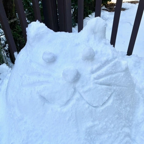 We Need Novelty and Our Cats Do, Too!