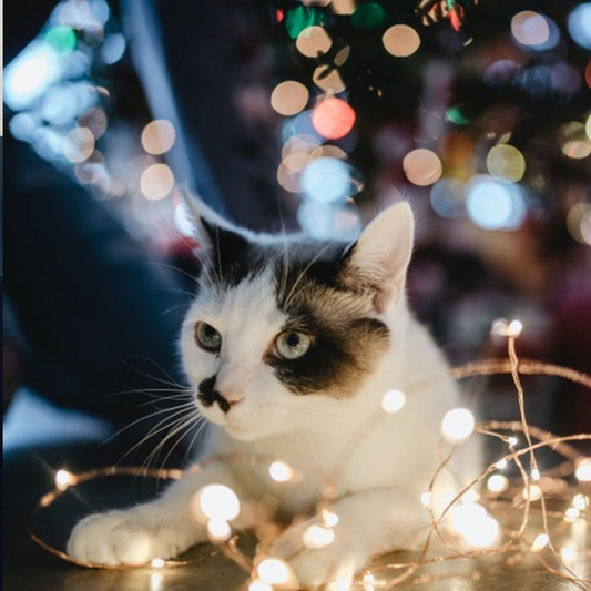 A New Year End Review