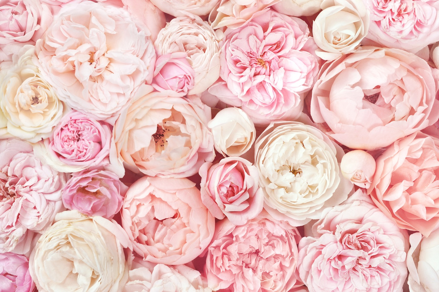 bed of pink rose blossoms