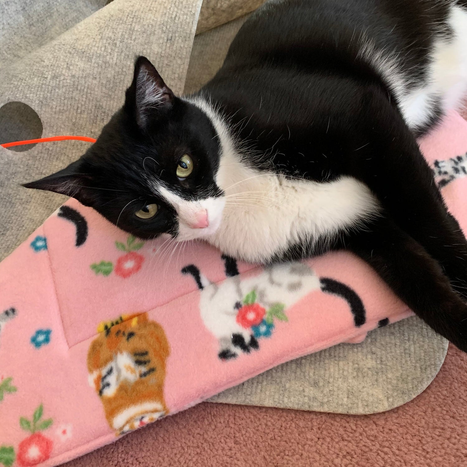 For your cat